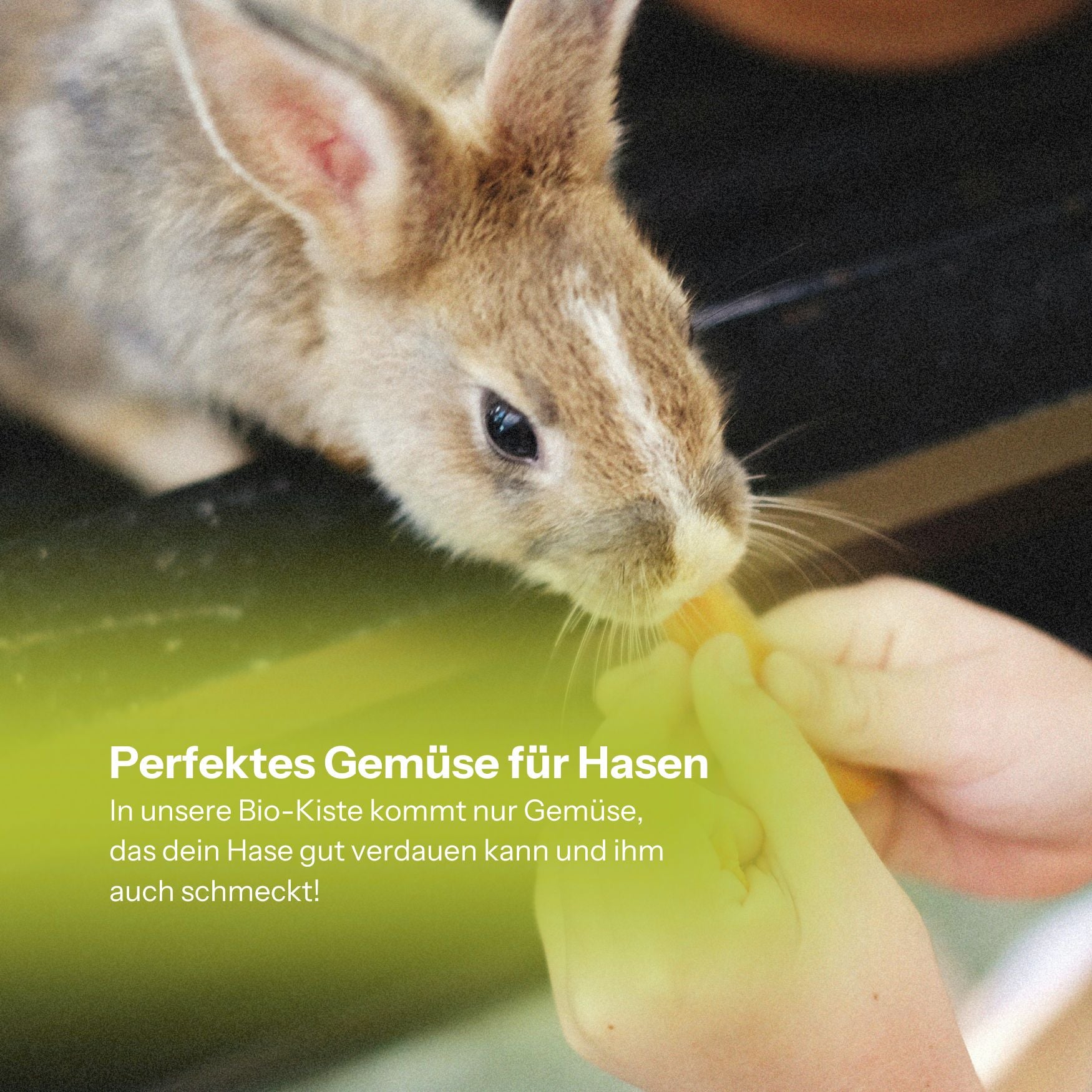 Bio-Hasenkiste