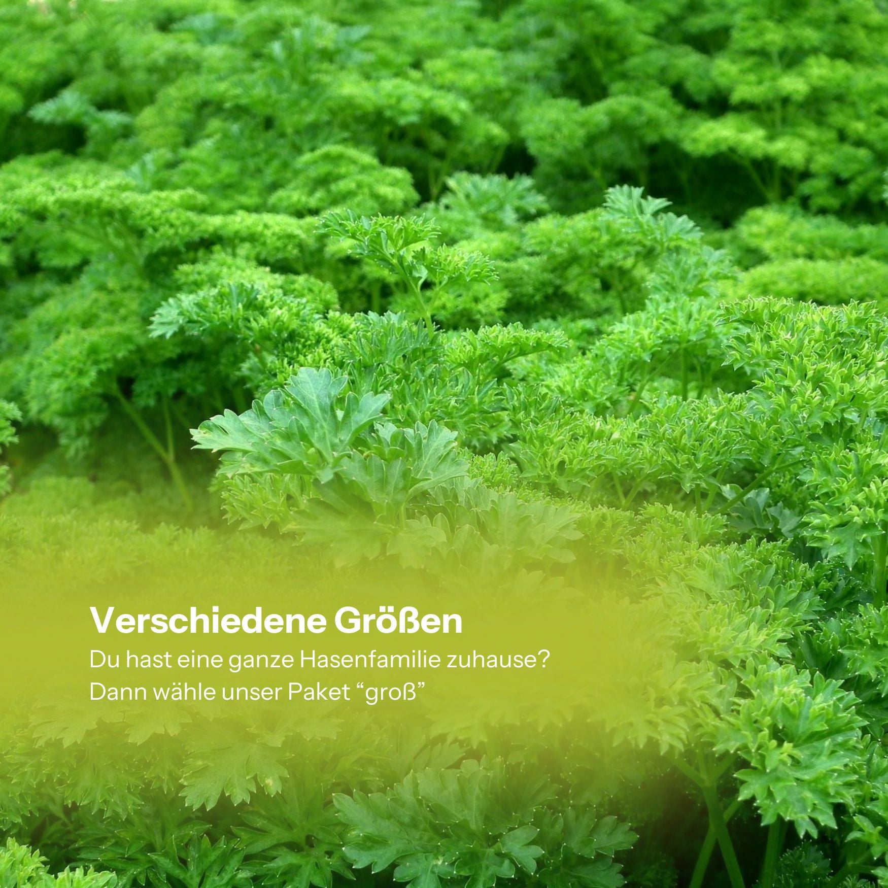Bio-Hasenkiste
